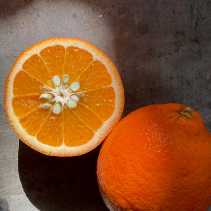 Organic Minneola Tangelo Box