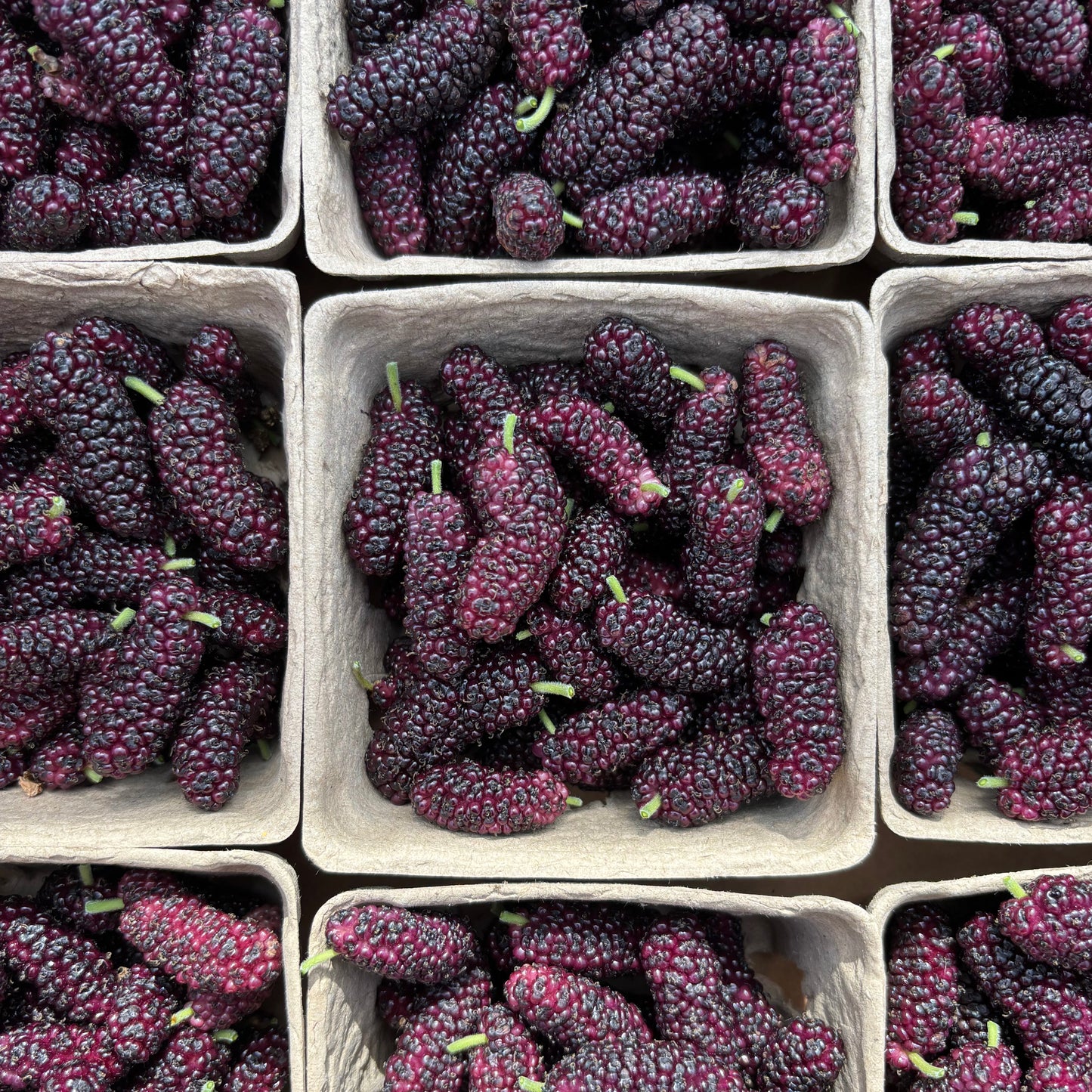 Organic Mixed Variety Mulberries