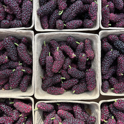 Organic Mixed Variety Mulberries
