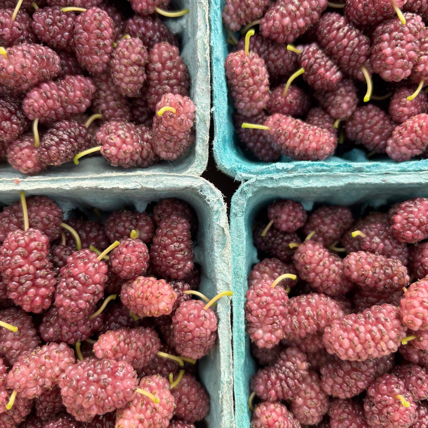Organic Mixed Variety Mulberries