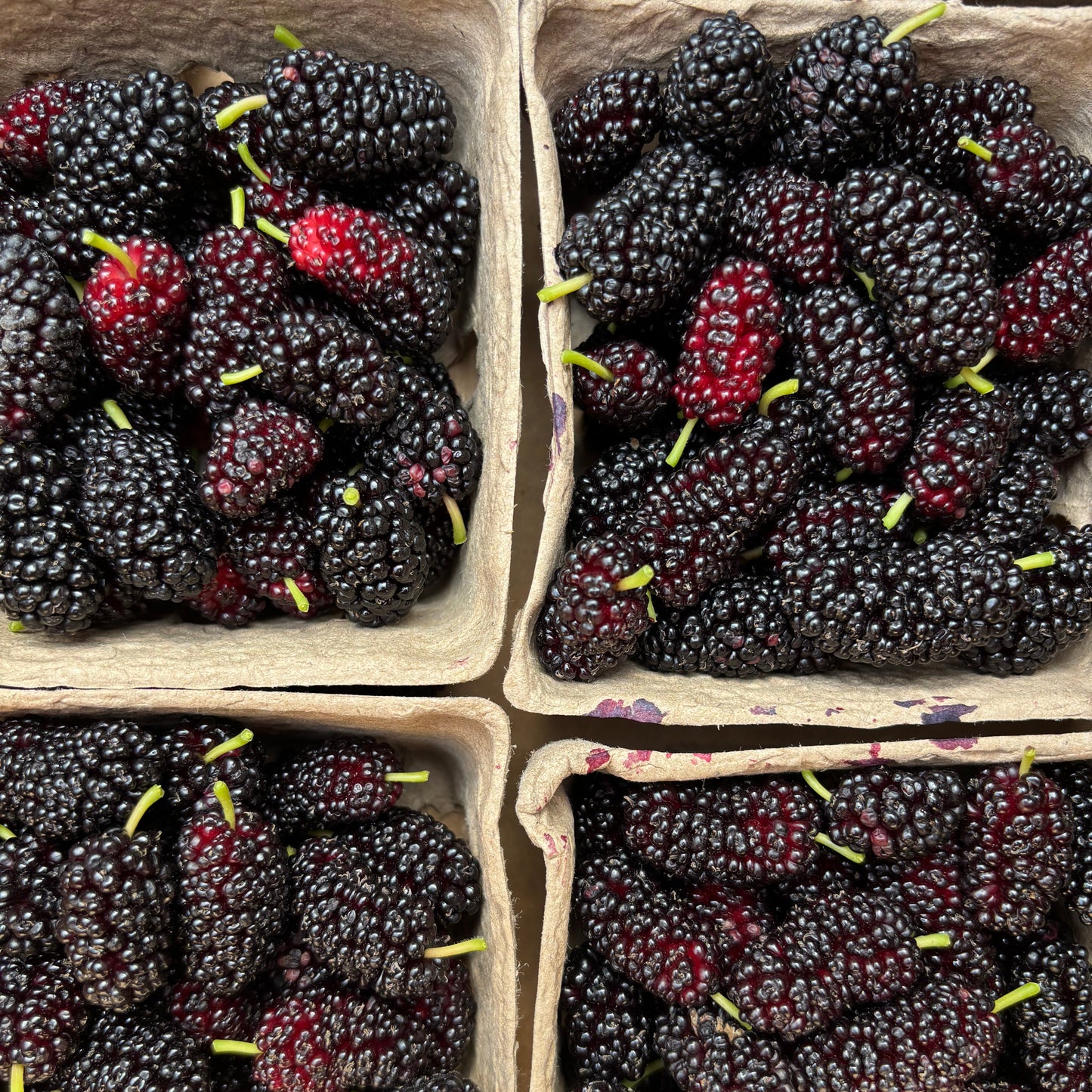 Organic Mixed Variety Mulberries