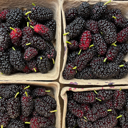 Organic Mixed Variety Mulberries