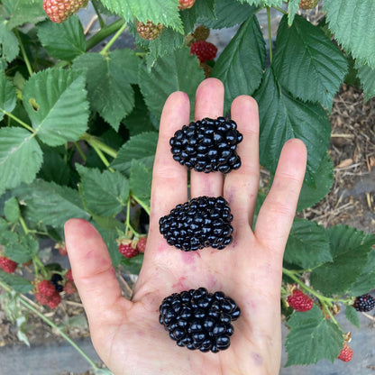 Organic Triple Crown Blackberries