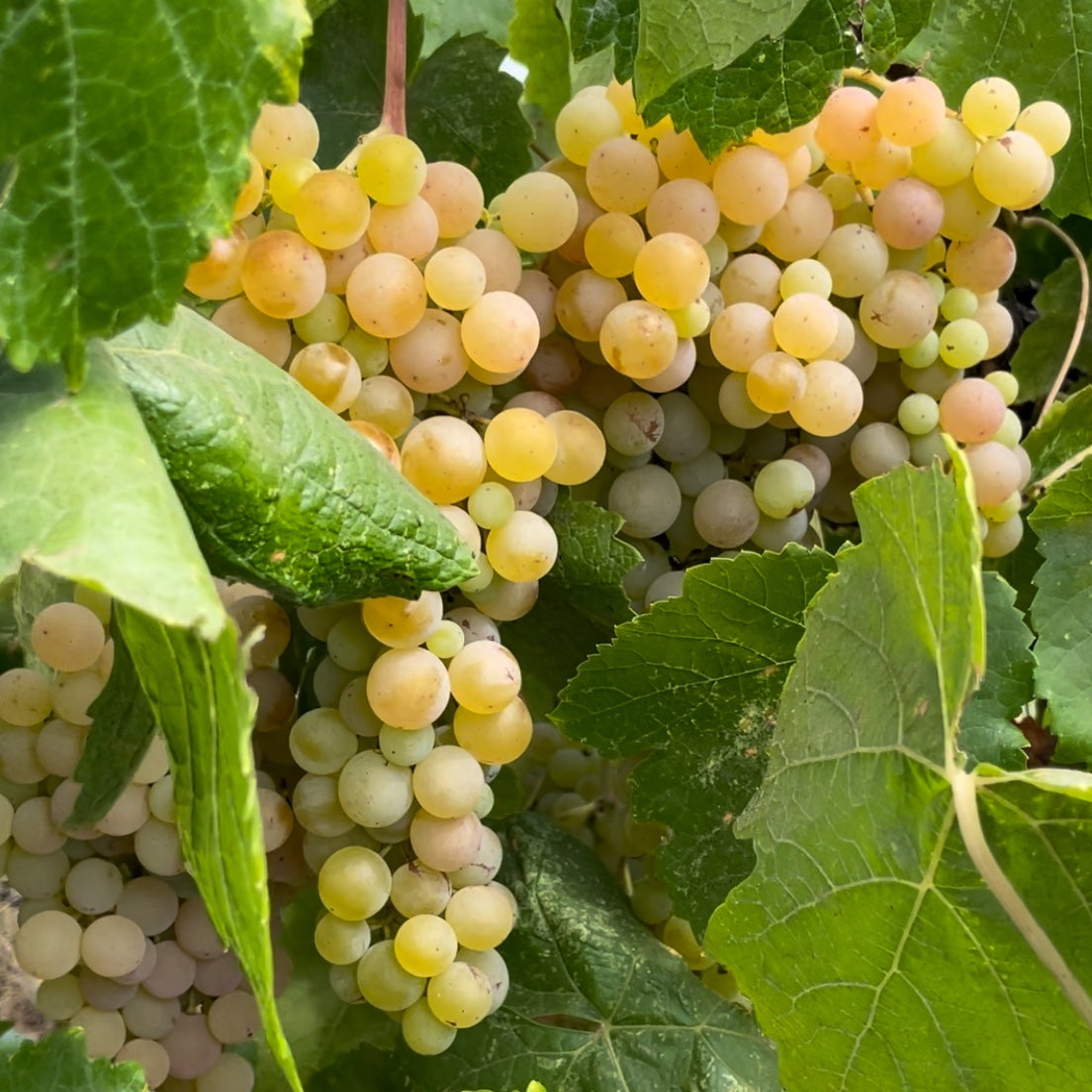 Box of Organic Bronx Grapes