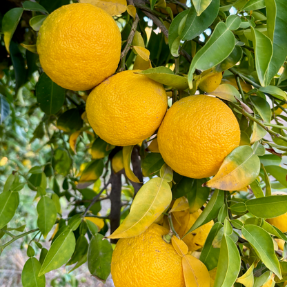 Organic Yuzu
