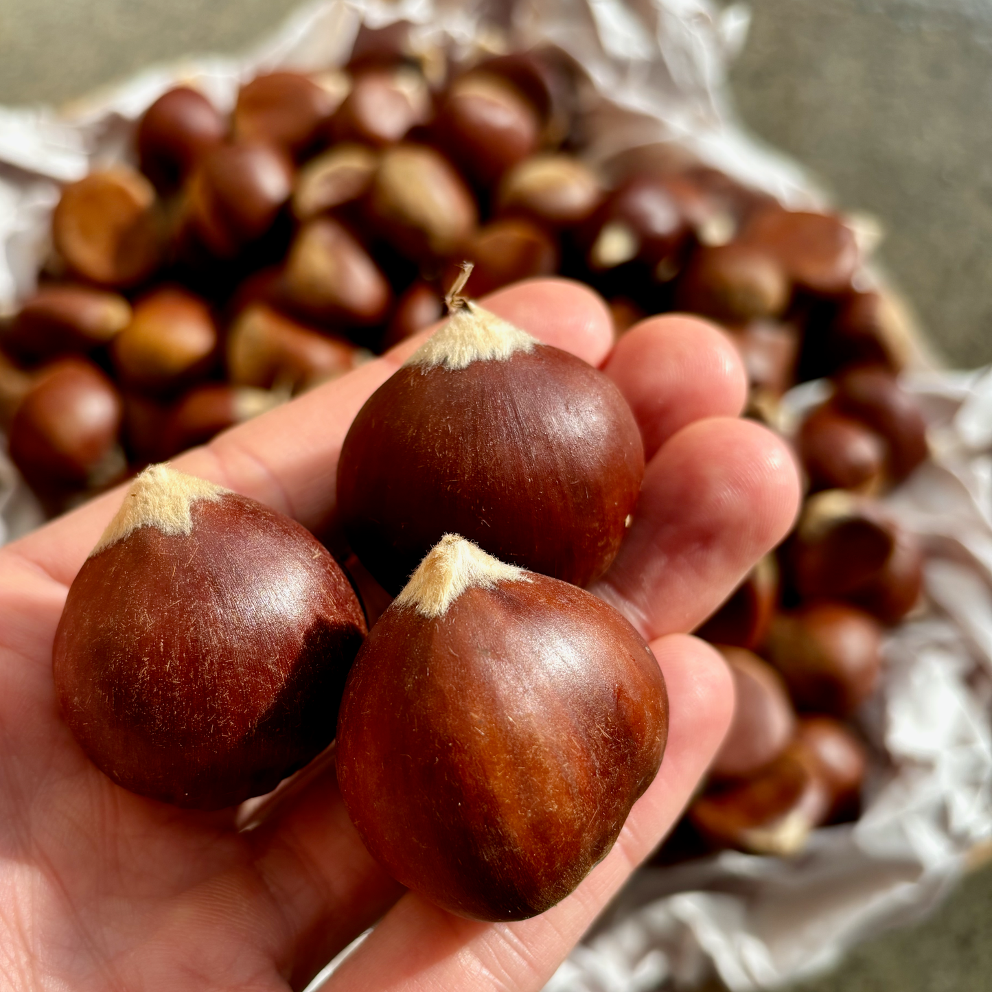 Organic Fresh Chestnuts