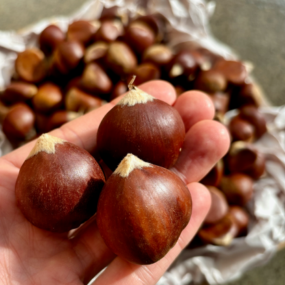 Organic Fresh Chestnuts
