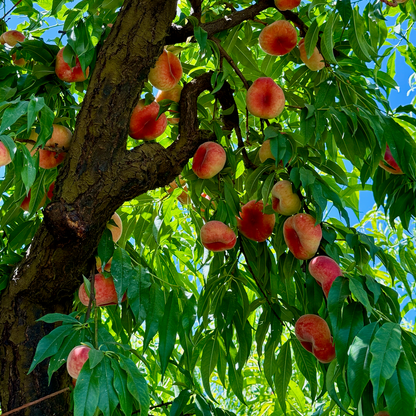 Organic Galaxy White Donut Peaches