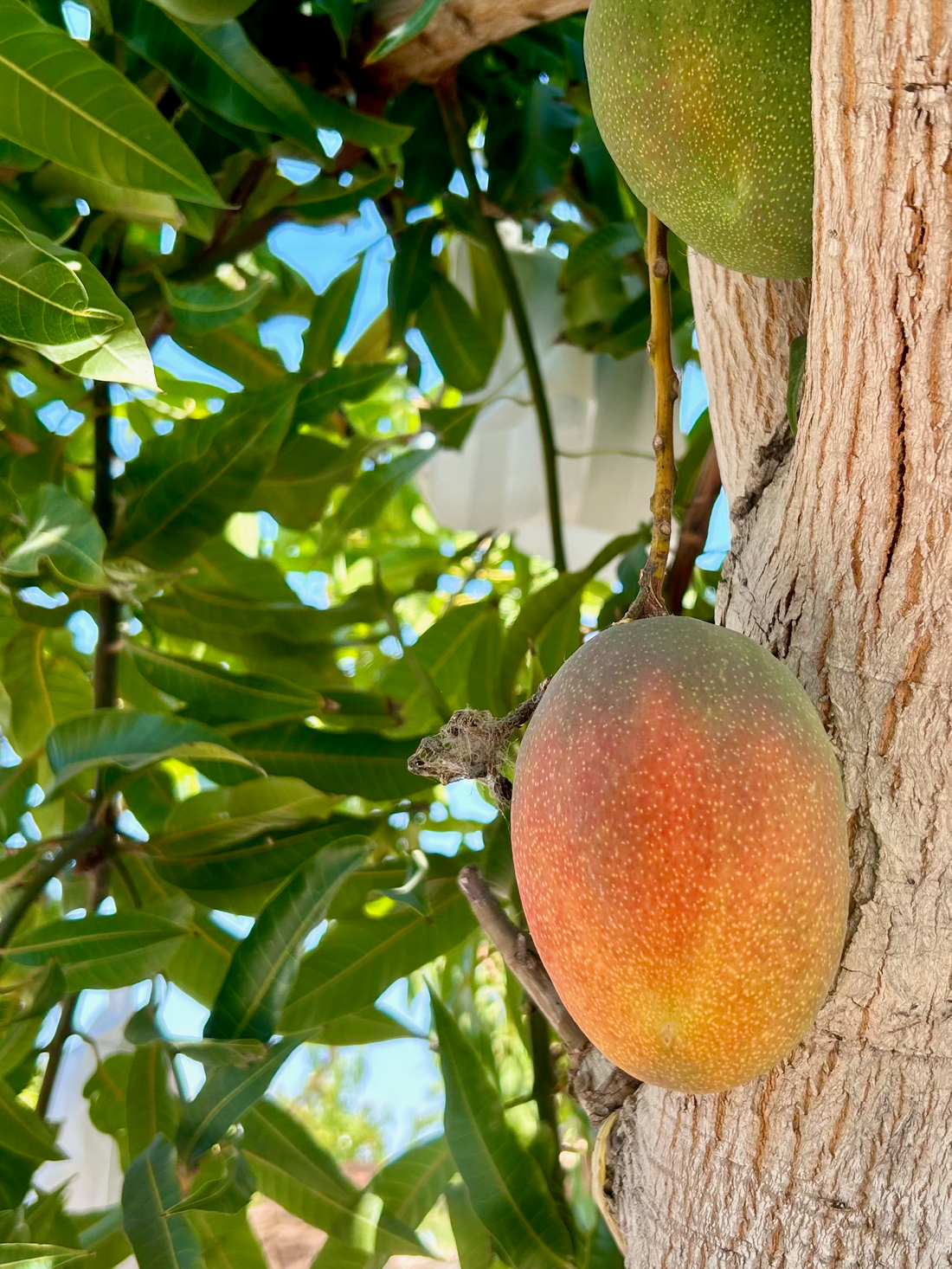 fruitqueen