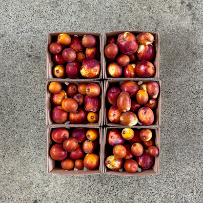 Organic Fresh Jujubes