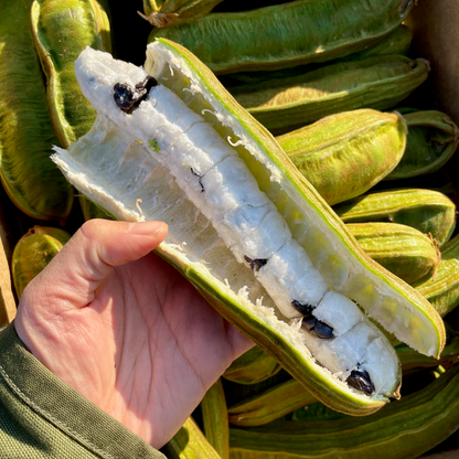 Organic Ice Cream Bean Box