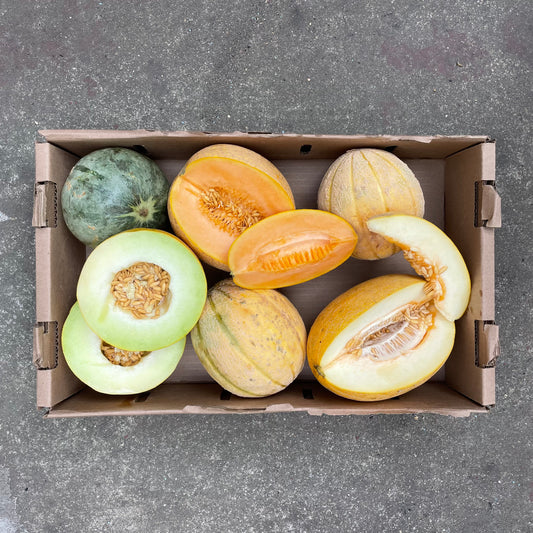 Organic Toybox Melon Case