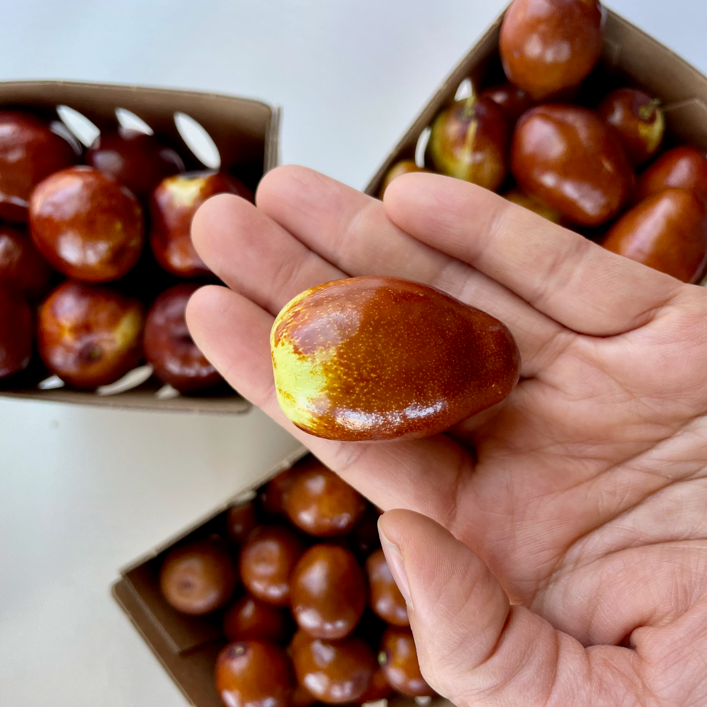 Organic Fresh Jujubes