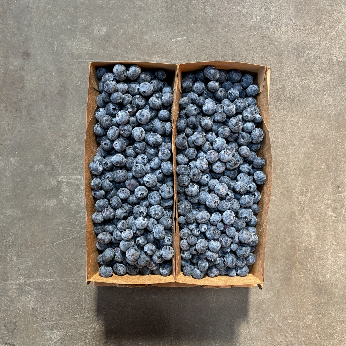 Organic Snowchaser Blueberries