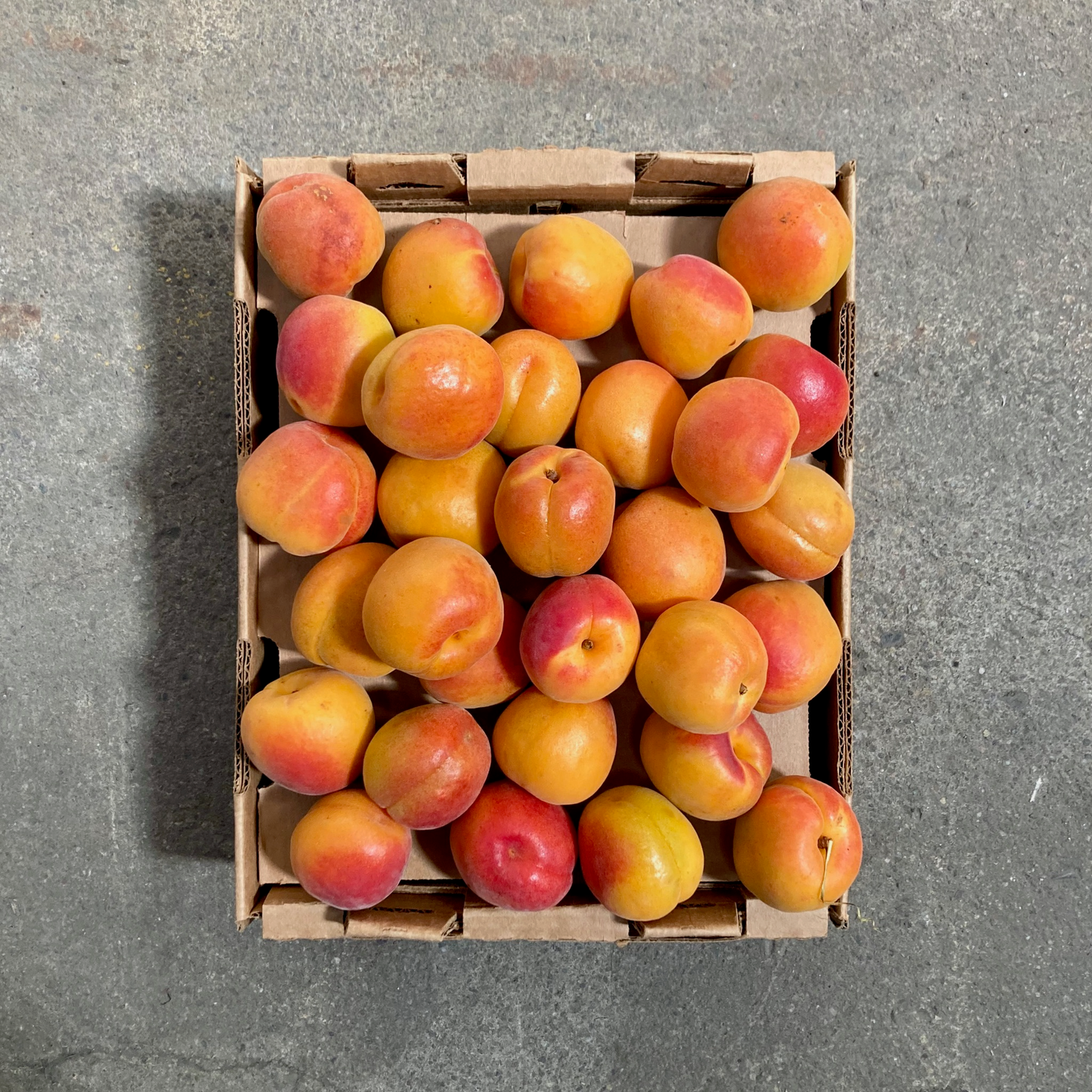 Box of Organic Puget Gold Apricots