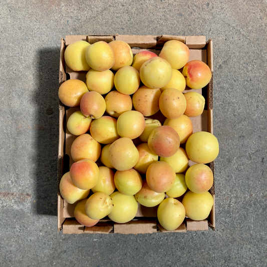Box of Organic Candicot Apricots