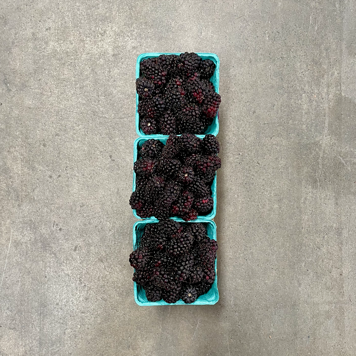 Organic Olallieberries
