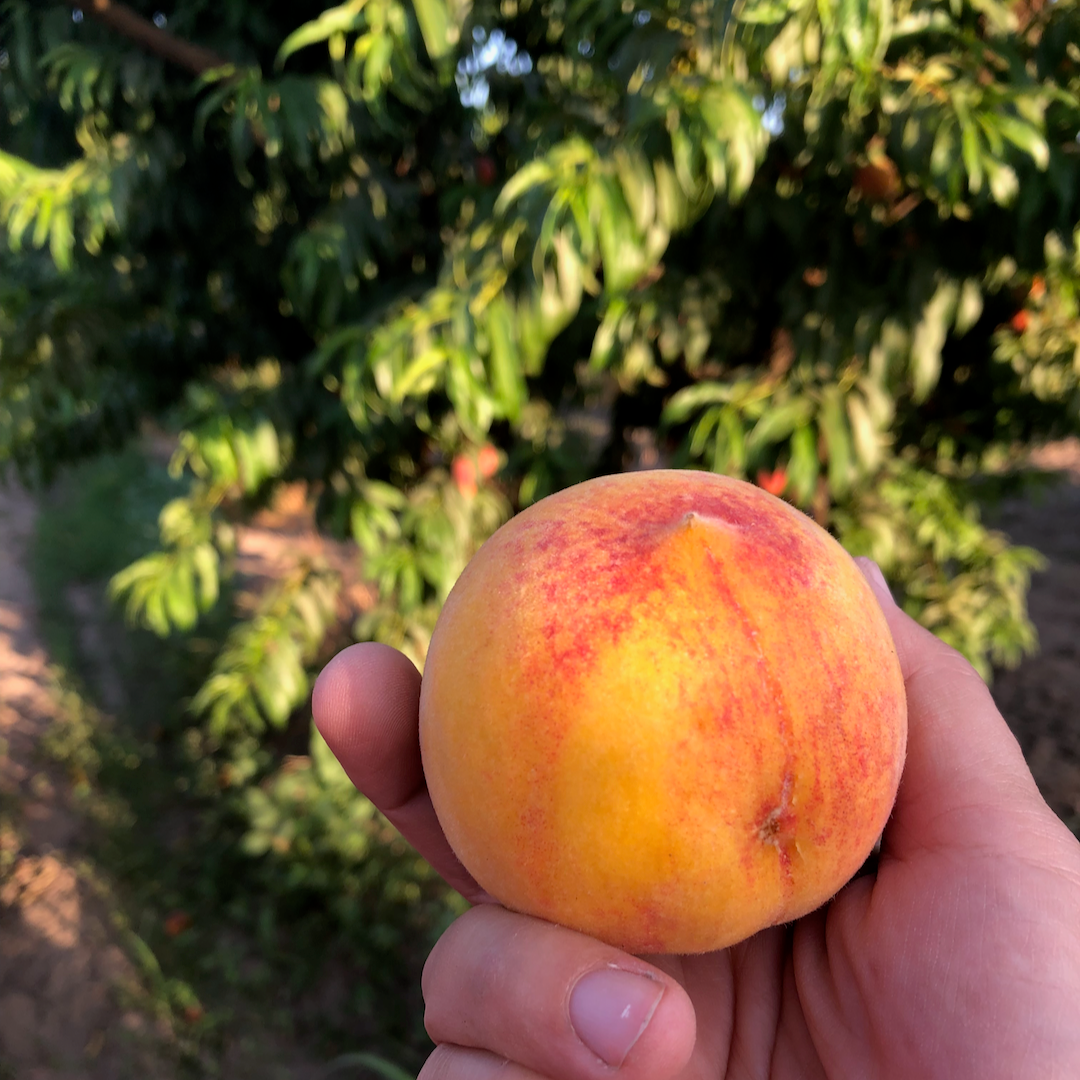 Half Flat of Organic Yellow Peaches