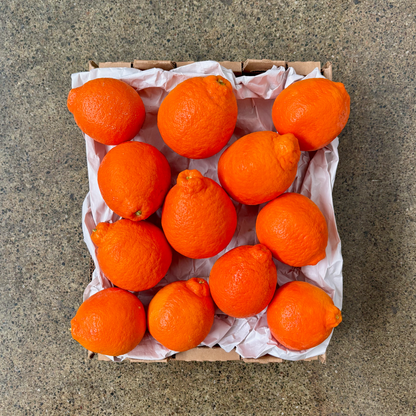 Organic Minneola Tangelos