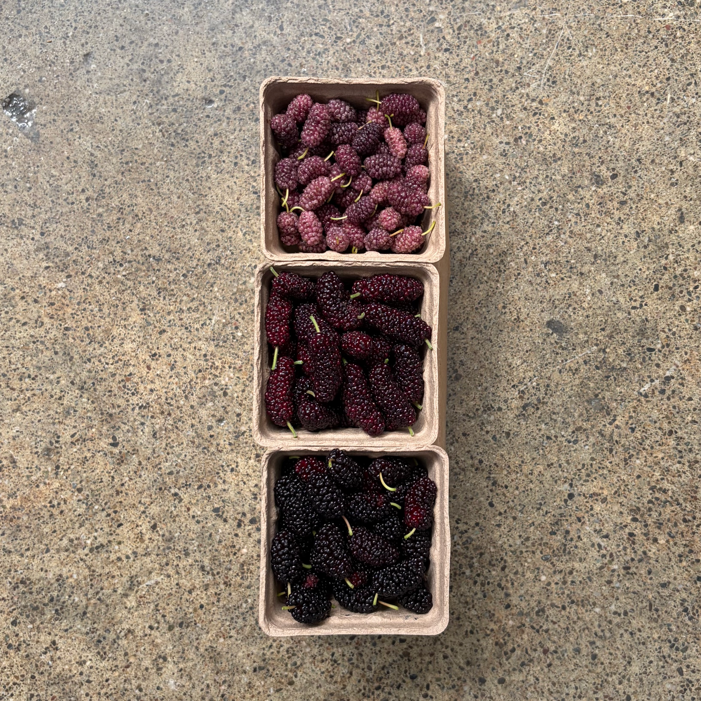 Organic Mixed Variety Mulberries