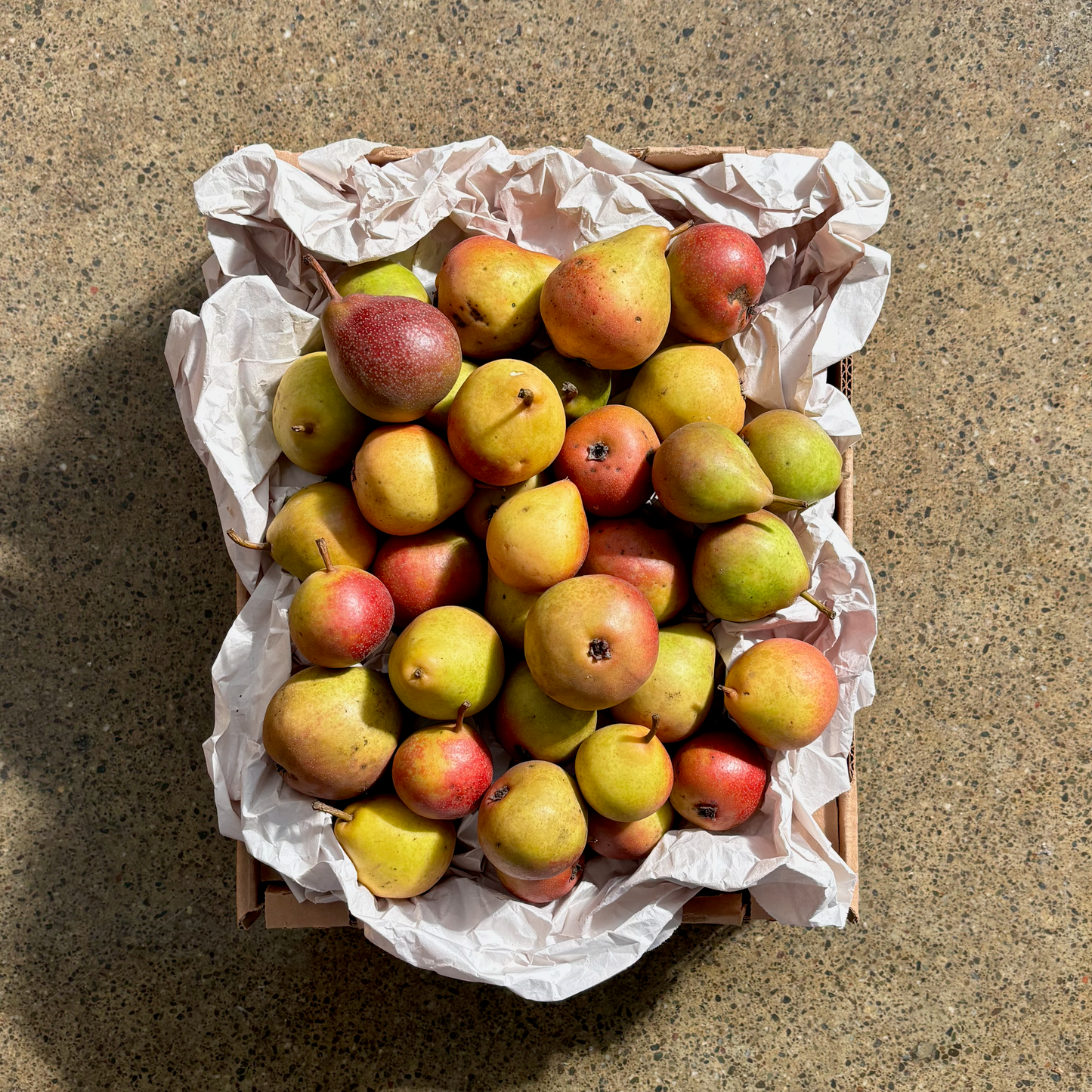 Organic Seckel Pear Box