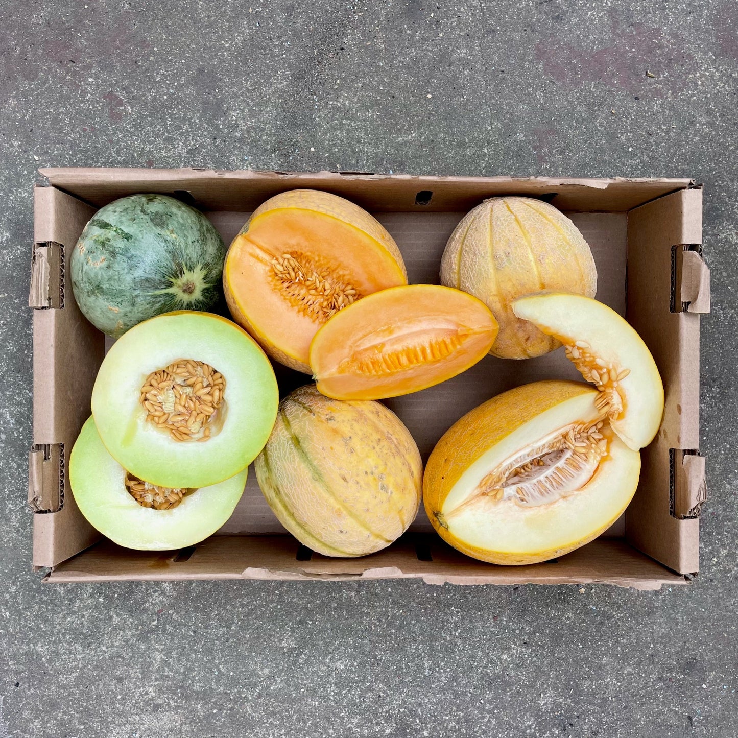 Organic Toybox Melon Case