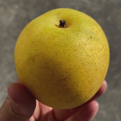 Box of Organic 20th Century (Nijisseiki) Asian Pears