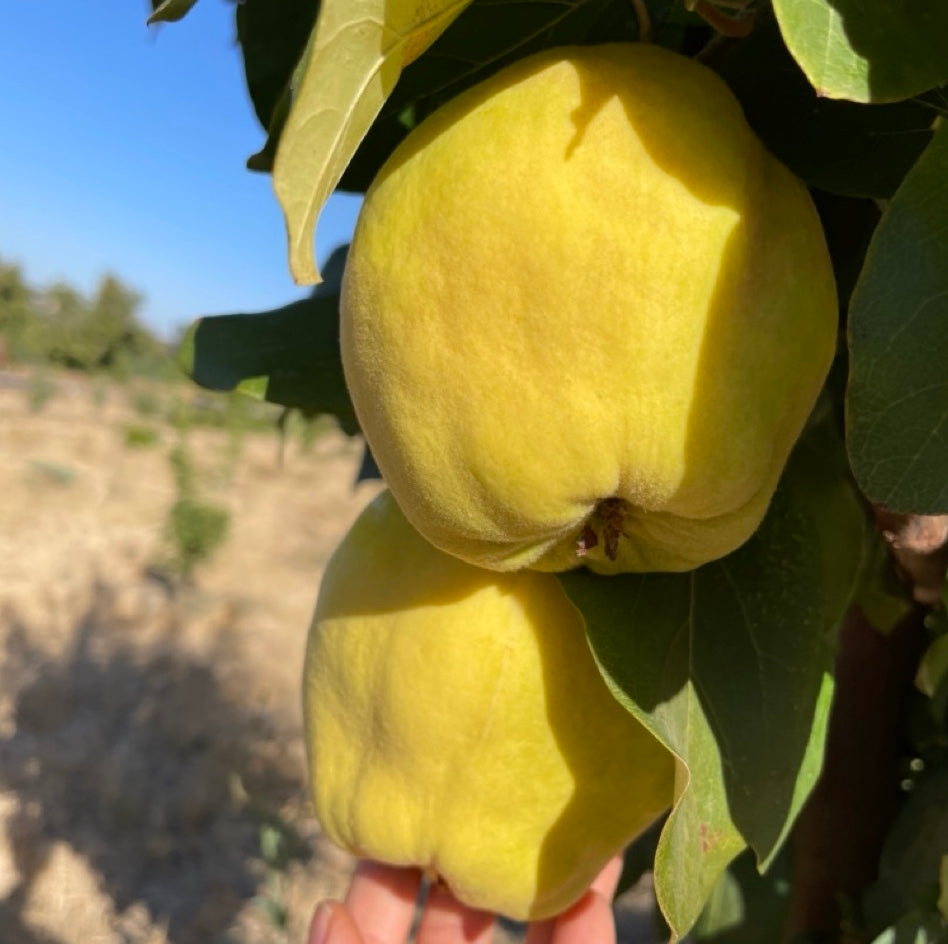 Box of Organic Van Deman Quince