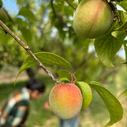 Japanese Red Nanko Ume Plums
