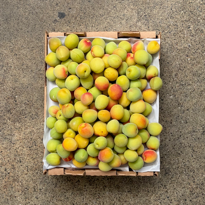 Japanese Red Nanko Ume Plums