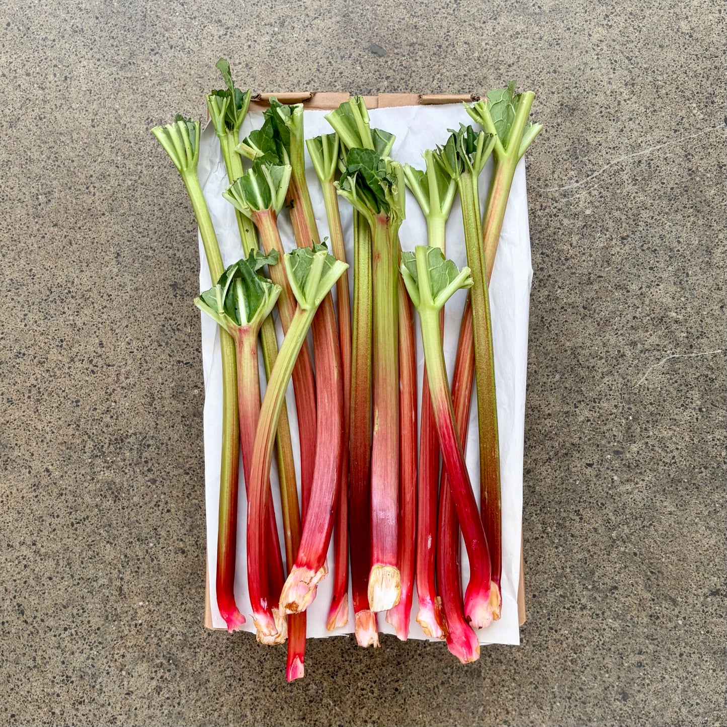 Heirloom Victoria Rhubarb