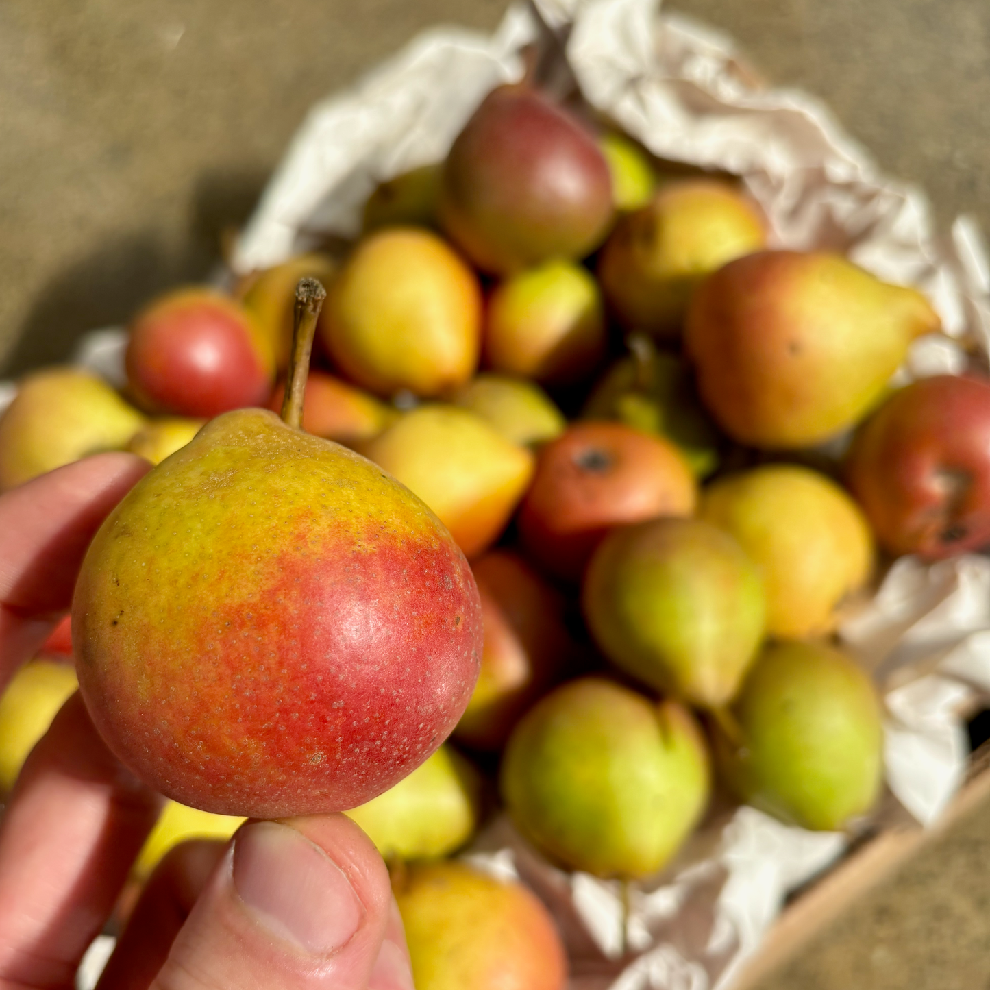 Organic Seckel Pear Box