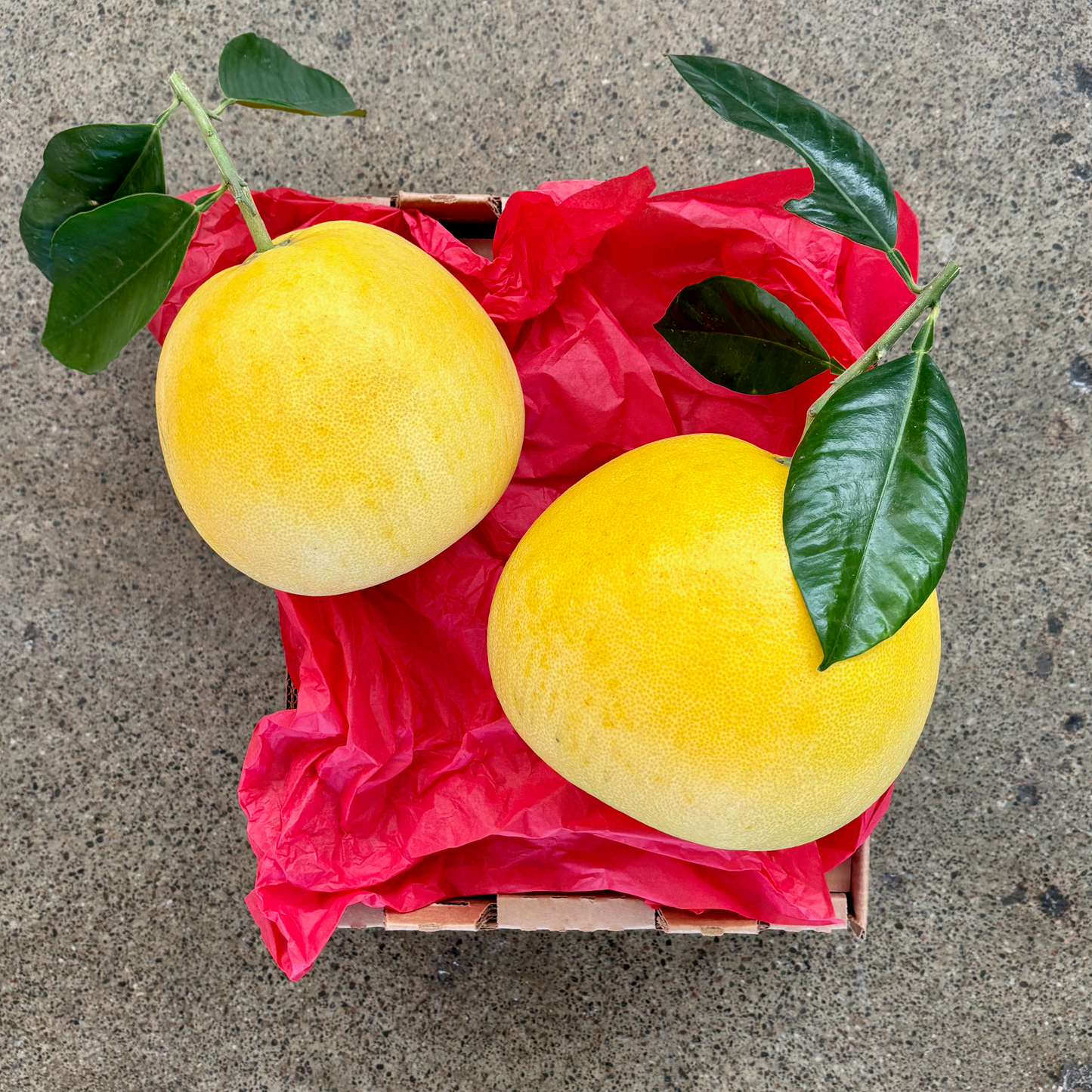 Stem-and-Leaf Chandler Pomelos