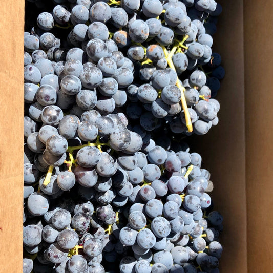 Organic Summer Royal Grapes