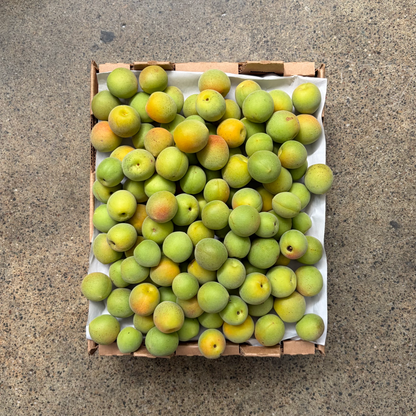 Japanese Ume Plums